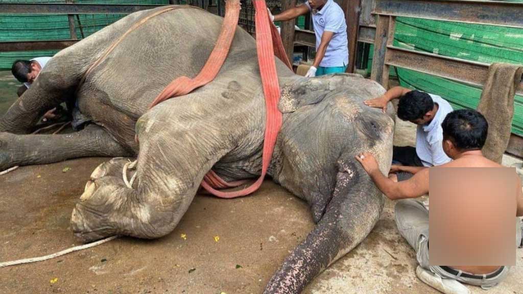 গাজীপুর সাফারি পার্কে ‘রাজু বাহাদুর’সহ মারা গেল দুটি হাতি