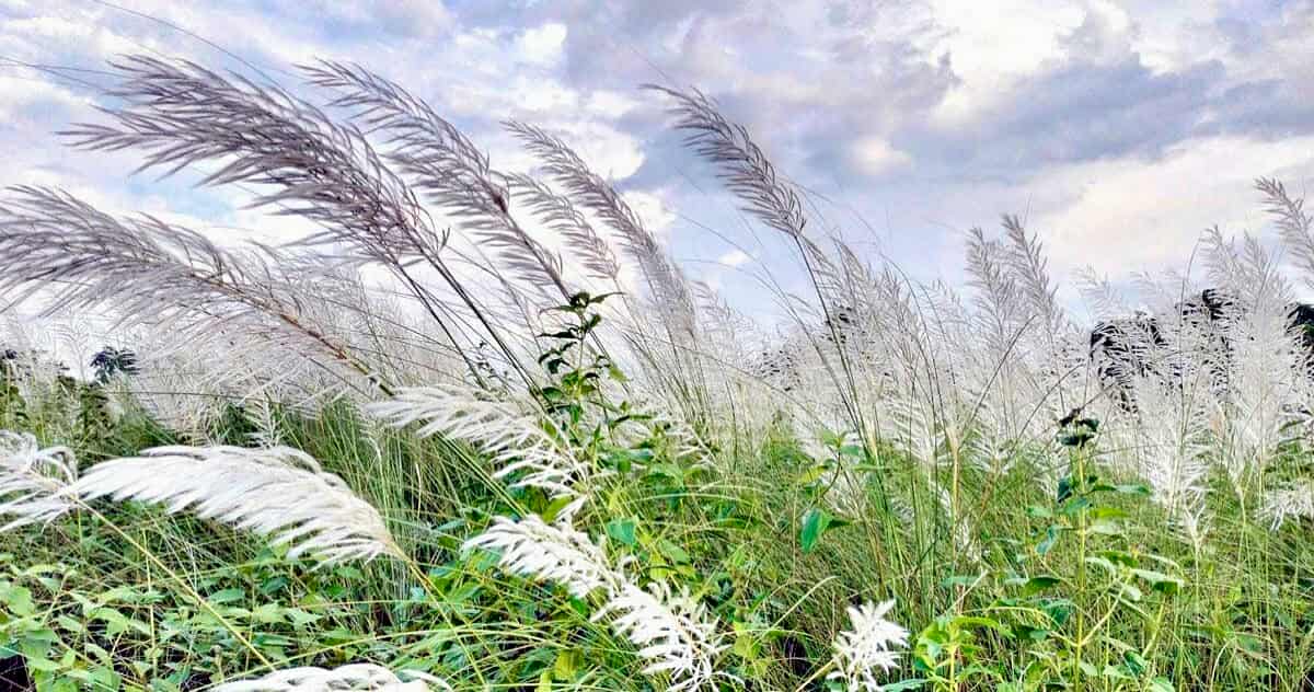 আবহাওয়া ও পরিবেশ
